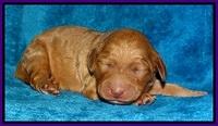 Dulcie Ruler pups 1 wk old 191