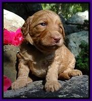 Dulcie Ruler pups 3 wks old 201
