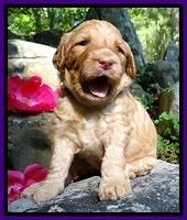 Dulcie Ruler pups 3 wks old 211
