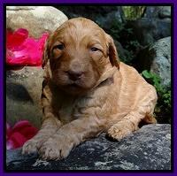 Dulcie Ruler pups 3 wks old 221