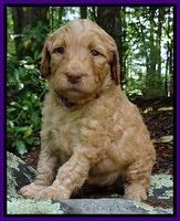 Dulcie Ruler pups 4 wks old 191