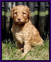 Dulcie Ruler pups 5 weeks old 321