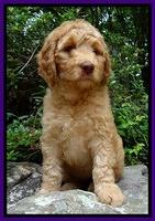 Dulcie Ruler pups 8 wks old 21
