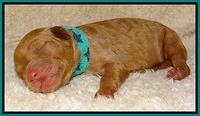 Dulcie Ruler pups 1 day old 131