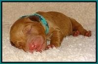Dulcie Ruler pups 1 day old 141