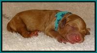 Dulcie Ruler pups 1 day old 151
