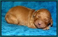 Dulcie Ruler pups 1 wk old 201