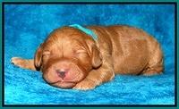 Dulcie Ruler pups 1 wk old 221