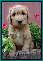 Dulcie Ruler pups 7 weeks old 371