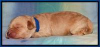 Sandi Blaze pups 1 wk old 31