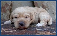 Sandy Blaze pups 2 wks old 51