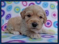 Sandy Blaze pups 3 wks old 11