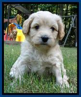 Sandy Blaze pups 5 weeks old 31
