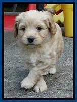 Sandy Blaze pups 5 weeks old 41