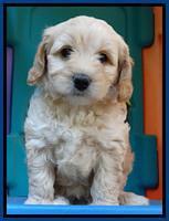 Sandy Blaze pups 6 wks old 11