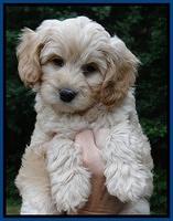 Sandy Blaze pups 7 wks old 11
