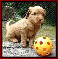 Sandy Blaze pups 5 weeks old 91