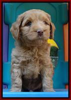 Sandy Blaze pups 6 wks old 41