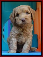 Sandy Blaze pups 6 wks old 61
