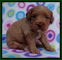 Sandy Blaze pups 3 wks old 91