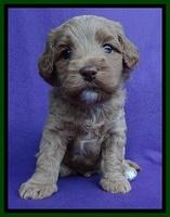 Sandy Blaze pups 4 wks old 101