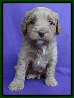 Sandy Blaze pups 4 wks old 111