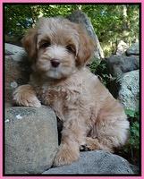 SAndi Blaze pups 8 wks old 222