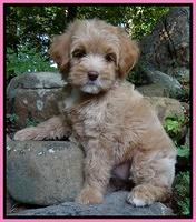 SAndi Blaze pups 8 wks old 322