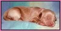 Sandi Blaze pups 1 wk old 101