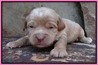 Sandy Blaze pups 2 wks old 121