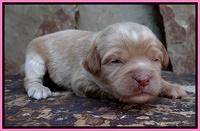Sandy Blaze pups 2 wks old 131