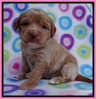 Sandy Blaze pups 3 wks old 121