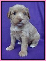 Sandy Blaze pups 4 wks old 121