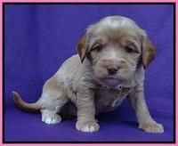 Sandy Blaze pups 4 wks old 131