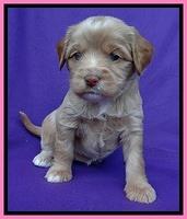 Sandy Blaze pups 4 wks old 141