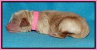 Sandy Blaze pups newborn 1 day old 71
