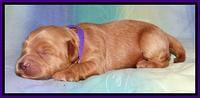 Sandi Blaze pups 1 wk old 131