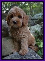 Sandi Blaze pups 8 wks old 62