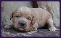 Sandy Blaze pups 2 wks old 151