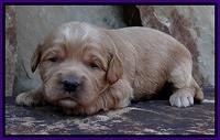 Sandy Blaze pups 2 wks old 161