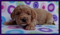 Sandy Blaze pups 3 wks old 151