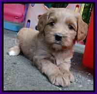 Sandy Blaze pups 5 weeks old 201