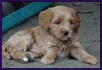 Sandy Blaze pups 5 wks old 211