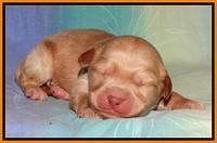 Sandi Blaze pups 1 wk old 201