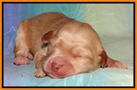 Sandi Blaze pups 1 wk old 211