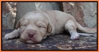 Sandy Blaze pups 2 wks old 231