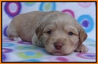 Sandy Blaze pups 3 wks old 201