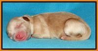 Sandy Blaze pups newborn 1 day old 131