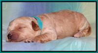 Sandi Blaze pups 1 wk old 171