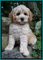 Sandi Blaze pups 8 wks old 31